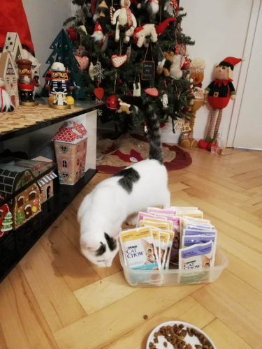 MagicFairy MagicFairy