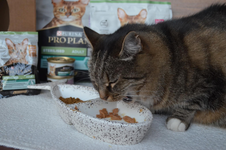 Anna, Łańcut Anna, Łańcut