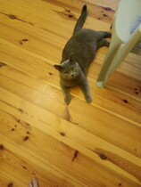 Aleksandra, Kurów Aleksandra, Kurów