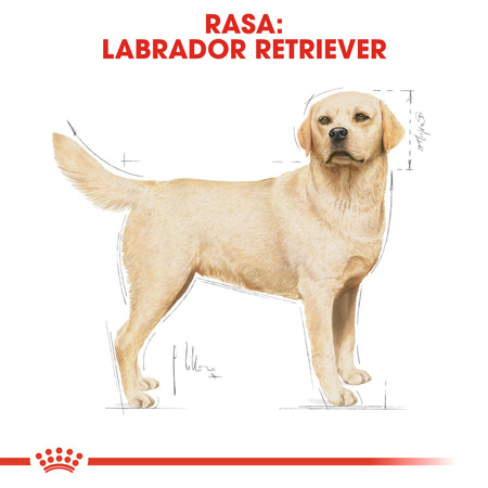 Royal Canin BHN Labrador Retriever Adult 12kg Karma Sucha Dla Psów Dorosłych Rasy Labrador Retriever