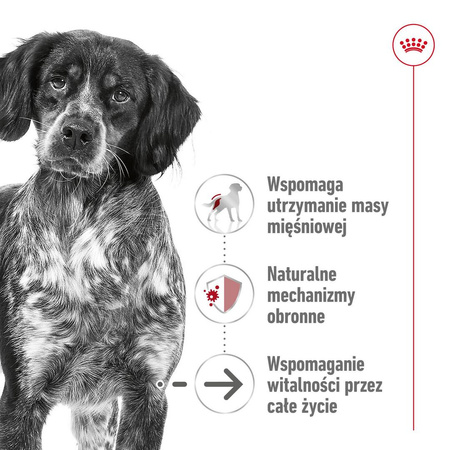 Royal Canin Medium Ageing 10+ 15kg Sucha Karma dla Psów Dojrzałych Powyżej 10 Roku Życia Średnich Ras
