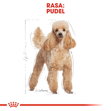 Royal Canin BHN Poodle Adult 1,5kg Karma Sucha Dla Psów Dorosłych Rasy Pudel Miniaturowy