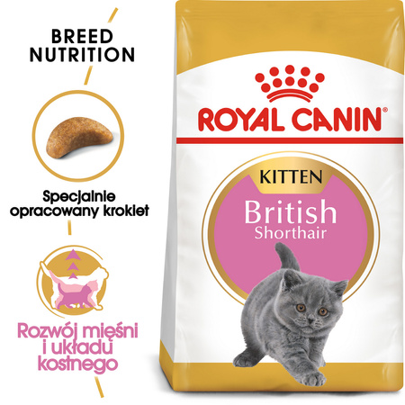 Royal Canin FBN British Shorthair Kitten 10kg Karma Sucha Dla Kociąt Do 12 Miesiąca Rasy Brytyjski Krótkowłosy