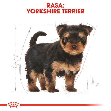 ROYAL CANIN Breed Health Nutrition PUPPY YORKSHIRE TERRIER 1.5kg sucha karma dla szczeniąt yorka