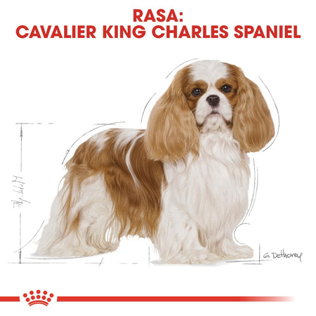 Royal Canin BHN Cavalier King Charles Spaniel Adult 1,5kg Karma Sucha Dla Psów Dorosłych Rasy Cavalier King Charles Spaniel
