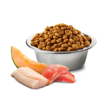 Farmina N&D Dog Ocean Adult Mini 7kg Sucha Karma Dla Dorosłych Psów Małych Ras Z Łososiem Dorszem I Melonem