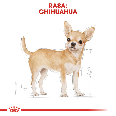 Royal Canin BHN Chihuahua Adult 1,5kg Karma Sucha Dla Psów Dorosłych Rasy Chihuahua