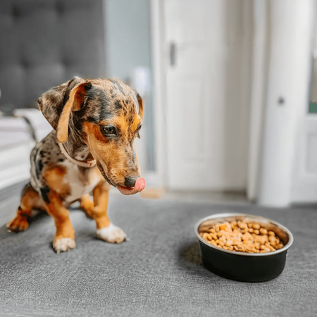 James Wellbeloved Junior 2kg Sucha Karma Dla Szczeniąt do 14 Miesięcy Bogata W Indyka I Ryż