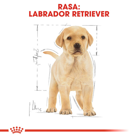 Royal Canin BHN Labrador Retriever Puppy 12kg Karma Sucha Dla Szczeniąt Do 15 Miesiąca Rasy Labrador Retriever