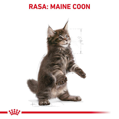 Royal Canin FBN Maine Coon Kitten 2kg Karma Sucha Dla Kociąt Do 15 Miesiąca Rasy Maine Coon