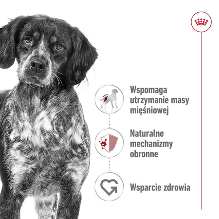 Royal Canin Medium Adult 10x140g Mokra Karma W Sosie Dla Psów Dorosłych Ras Średnich