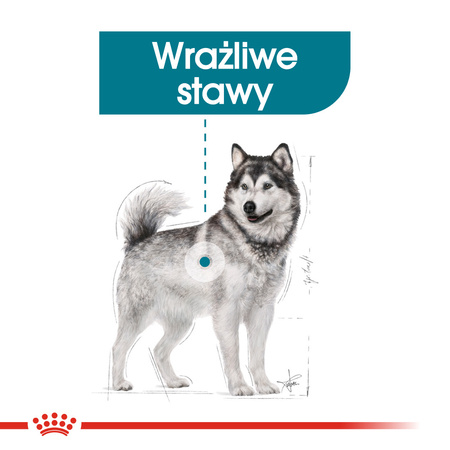 Royal Canin CCN Maxi Joint Care 10kg Karma Sucha Dla Psów Dorosłych Ras Dużych Wspomagająca Pracę Stawów