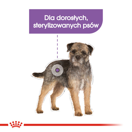 Royal Canin CCN Mini Sterilised 3kg Karma Sucha Dla Psów Dorosłych Ras Małych Sterylizowanych