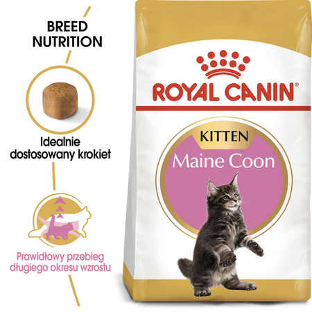 Royal Canin FBN Maine Coon Kitten 2kg Karma Sucha Dla Kociąt Do 15 Miesiąca Rasy Maine Coon