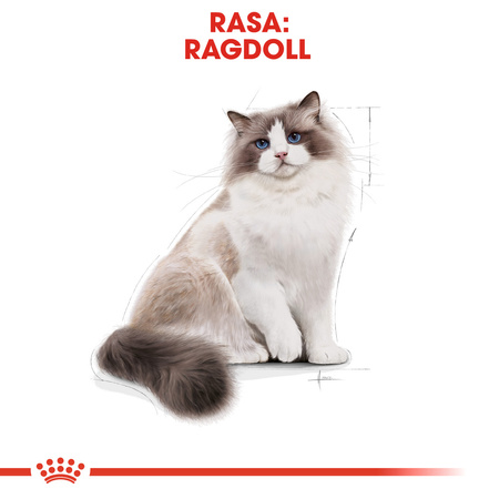 Royal Canin FBN Ragdol Adult 2kg Karma Sucha Dla Kotów Dorosłych Rasy Ragdoll