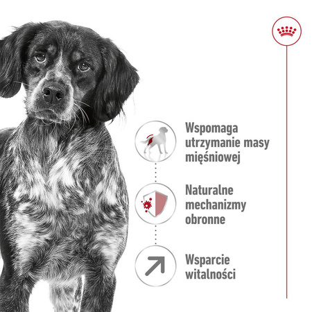 Royal Canin Medium Adult 7+ Lat 15kg Karma Sucha Dla Psów Starszych Od 7 Do 10 Roku Życia Ras Średnich
