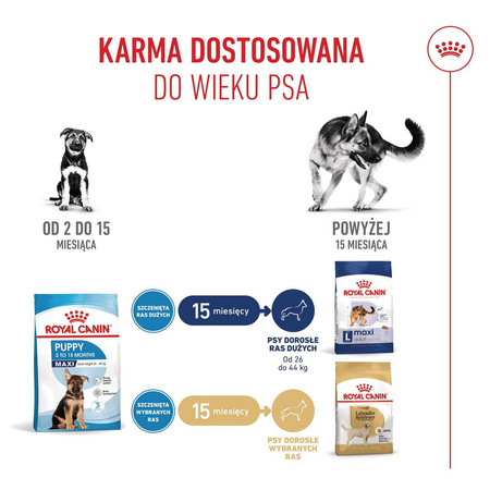 Royal Canin Maxi Puppy 4kg Karma Sucha Dla Szczeniąt Od 2 Do 15 Miesiąca Życia Ras Dużych
