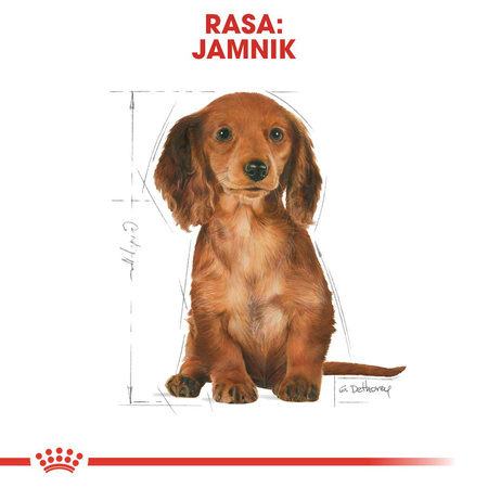 Royal Canin BHN Dachshund Puppy 1,5kg Karma Sucha Dla Szczeniąt Do 10 Miesiąca Rasy Jamnik