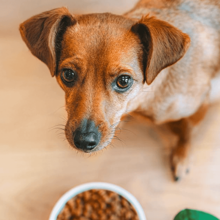 James Wellbeloved Adult 2kg Sucha Karma Dla Dorosłych Psów Bogata W Indyka I Ryż