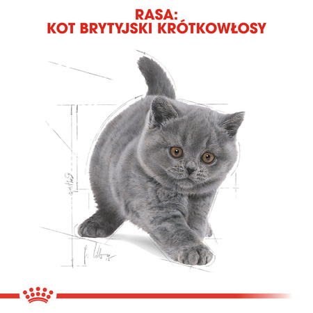 Royal Canin FBN British Shorthair Kitten 2kg Karma Sucha Dla Kociąt Do 12 Miesiąca Rasy Brytyjski Krótkowłosy