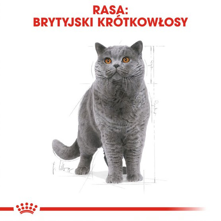 Royal Canin FBN British Shorthair 10kg Karma Sucha Dla Kotów Dorosłych Rasy Brytyjski Krótkowłosy