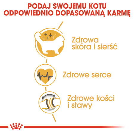 Royal Canin FBN Ragdol Adult 2kg Karma Sucha Dla Kotów Dorosłych Rasy Ragdoll