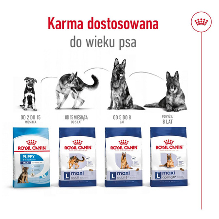 Royal Canin SHN Maxi Adult 5+ 15kg Karma Sucha Dla Psów Dojrzałych Od 5 Do 8 Roku Życia Ras Dużych