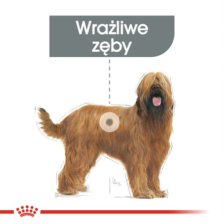 Royal Canin CCN Maxi Dental Care 9kg Karma Sucha Dla Psów Dorosłych Ras Dużych Redukująca Powstawanie Kamienia Nazębnego