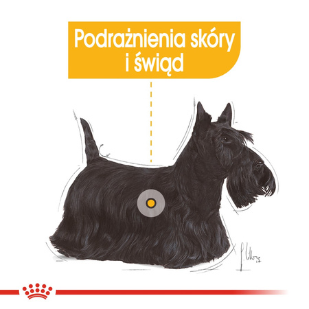 Royal Canin CCN Mini Dermacomfort 8kg Karma Sucha Dla Psów Dorosłych Ras Małych O Wrażliwej Skórze Skłonnej Do Podrażnień