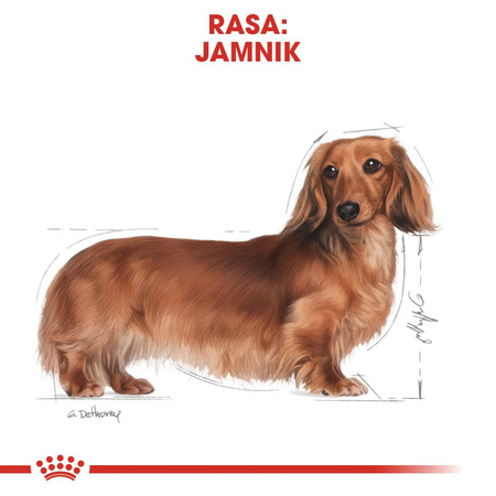 Royal Canin BHN Dachshund Adult 7,5kg Karma Sucha Dla Psów Dorosłych Rasy Jamnik