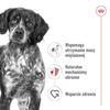 Royal Canin Adult Medium BF 15kg Zbilansowana Sucha Karma Dla Psów Średnich Ras