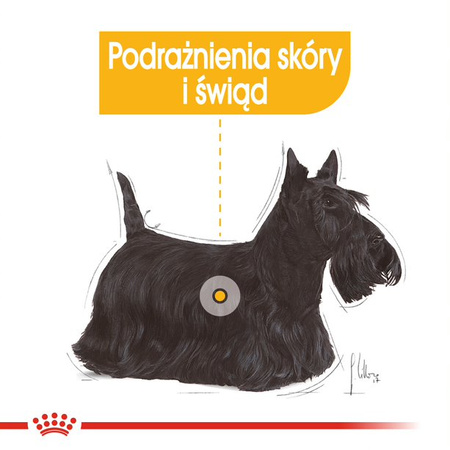 Royal Canin CCN Dermacomfort 12x85g Karma Mokra Pasztet Dla Psów Dorosłych O Wrażliwej Skórze Skłonnej Do Podrażnień